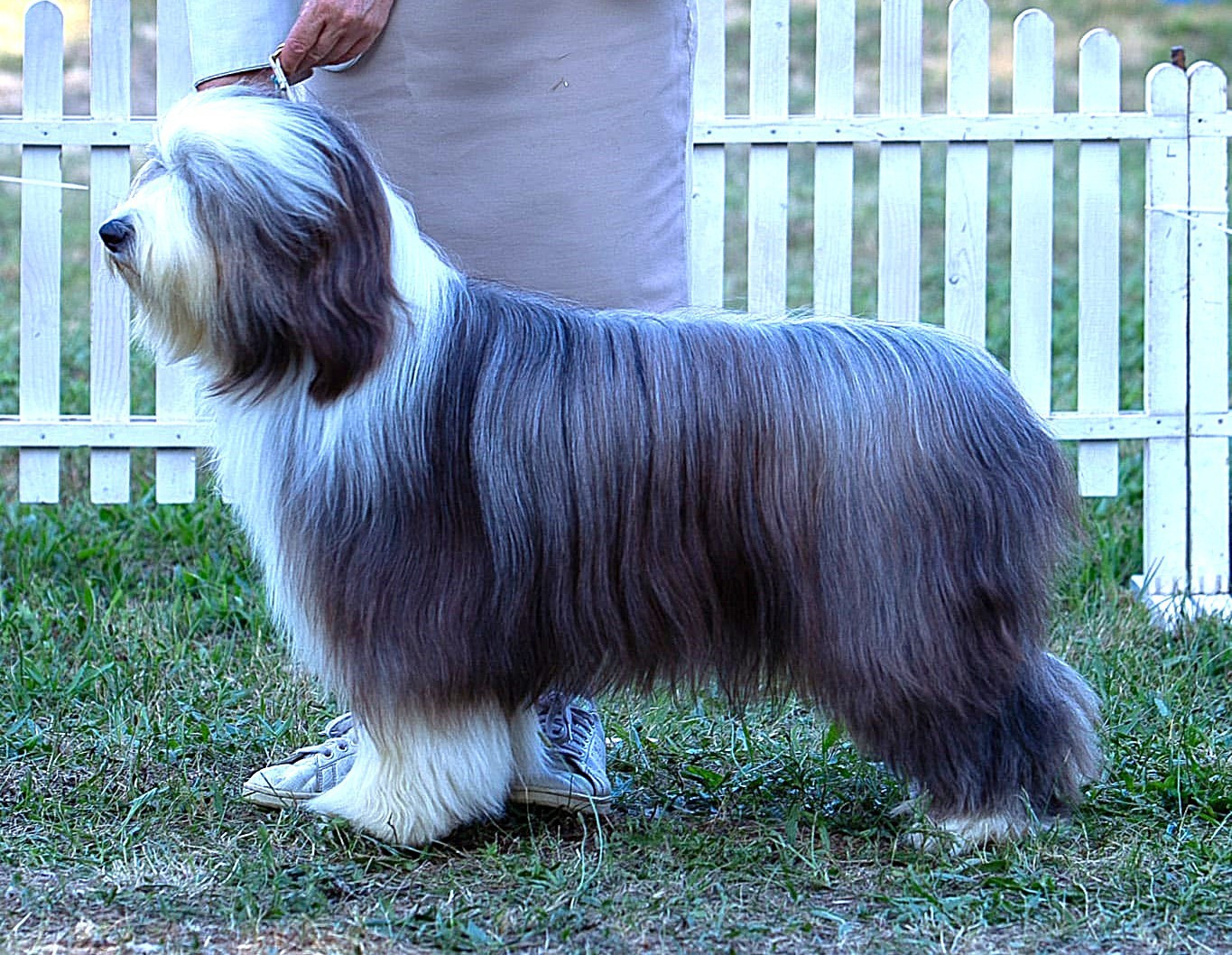 CH. Valentine A Girl In The Wind de la Tour Mélusine