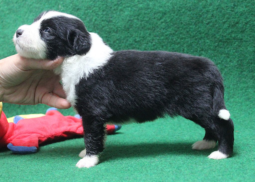 de la Tour Mélusine - Chiots disponibles - Bearded Collie