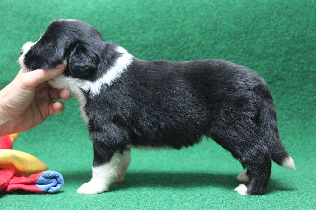 de la Tour Mélusine - Chiots disponibles - Bearded Collie