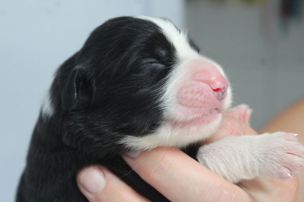 de la Tour Mélusine - Chiots disponibles - Bearded Collie