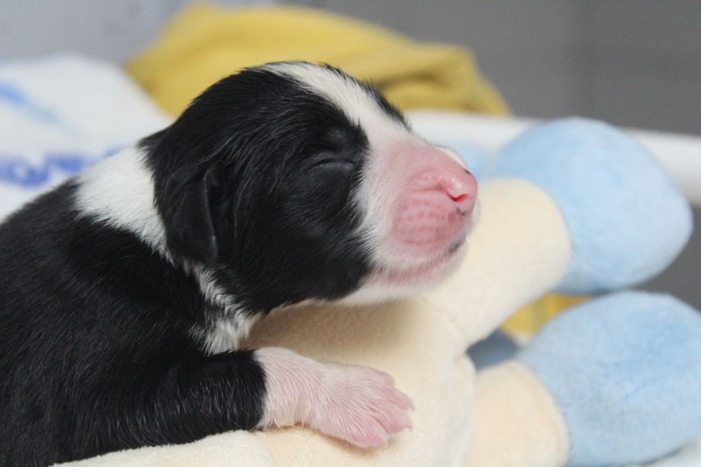 de la Tour Mélusine - Chiots disponibles - Bearded Collie