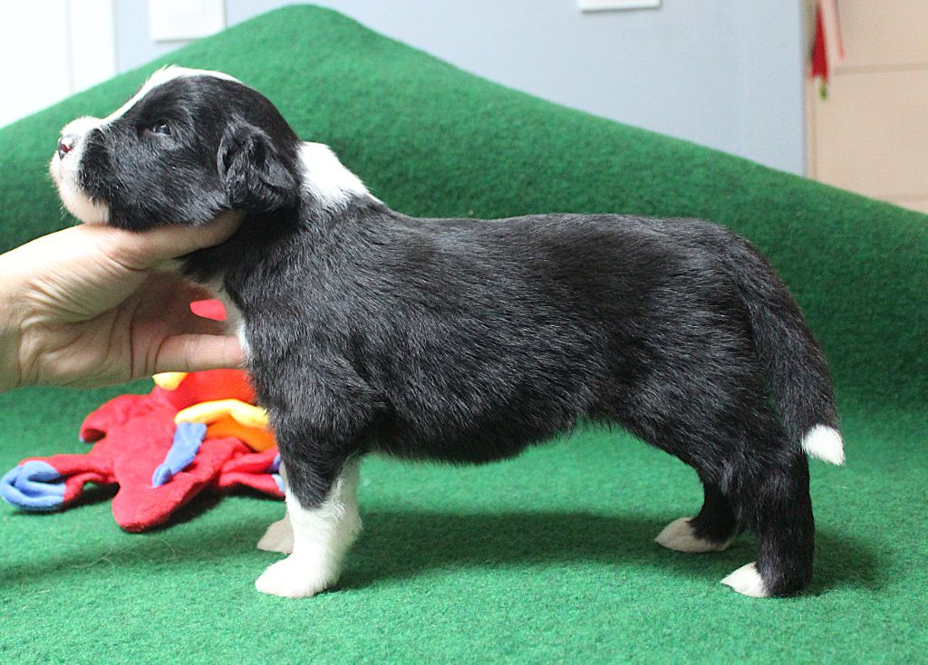 de la Tour Mélusine - Chiots disponibles - Bearded Collie