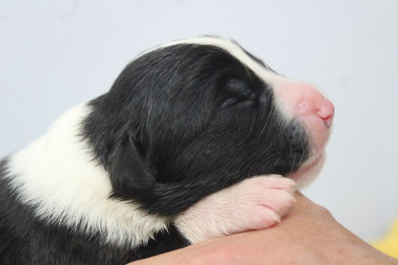 de la Tour Mélusine - Chiots disponibles - Bearded Collie