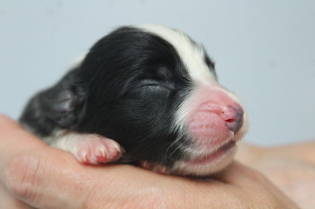de la Tour Mélusine - Chiots disponibles - Bearded Collie