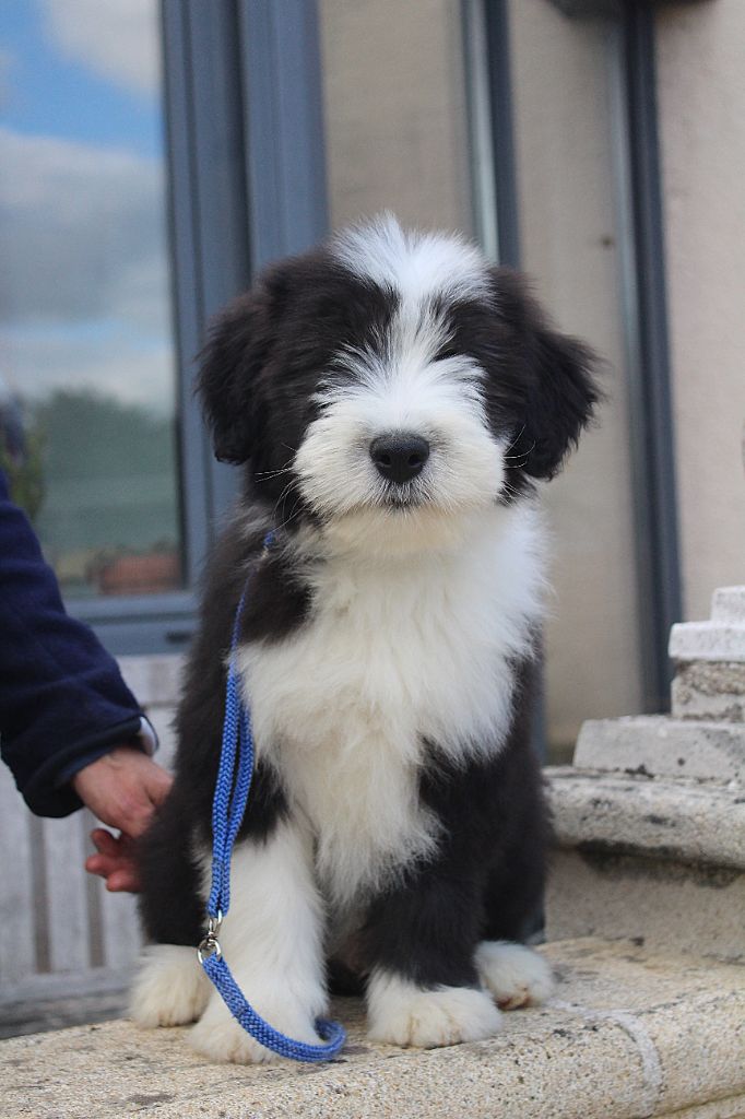de la Tour Mélusine - Chiots disponibles - Bearded Collie