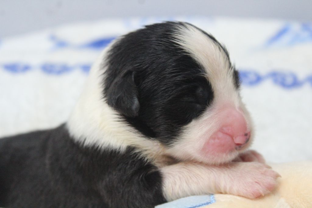 de la Tour Mélusine - Chiots disponibles - Bearded Collie