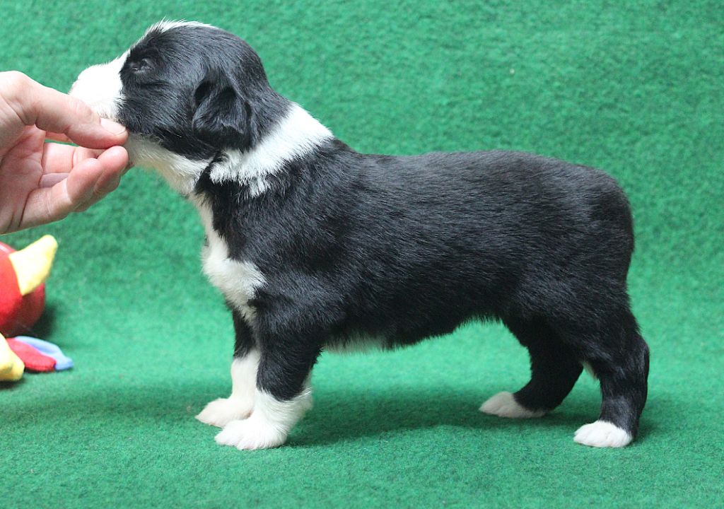 de la Tour Mélusine - Chiots disponibles - Bearded Collie