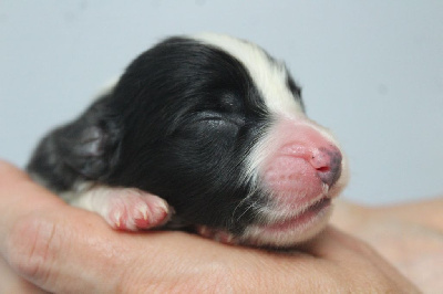 CHIOT 5