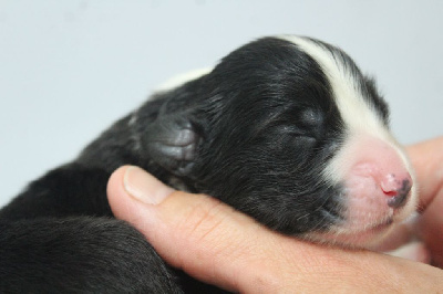 CHIOT 4
