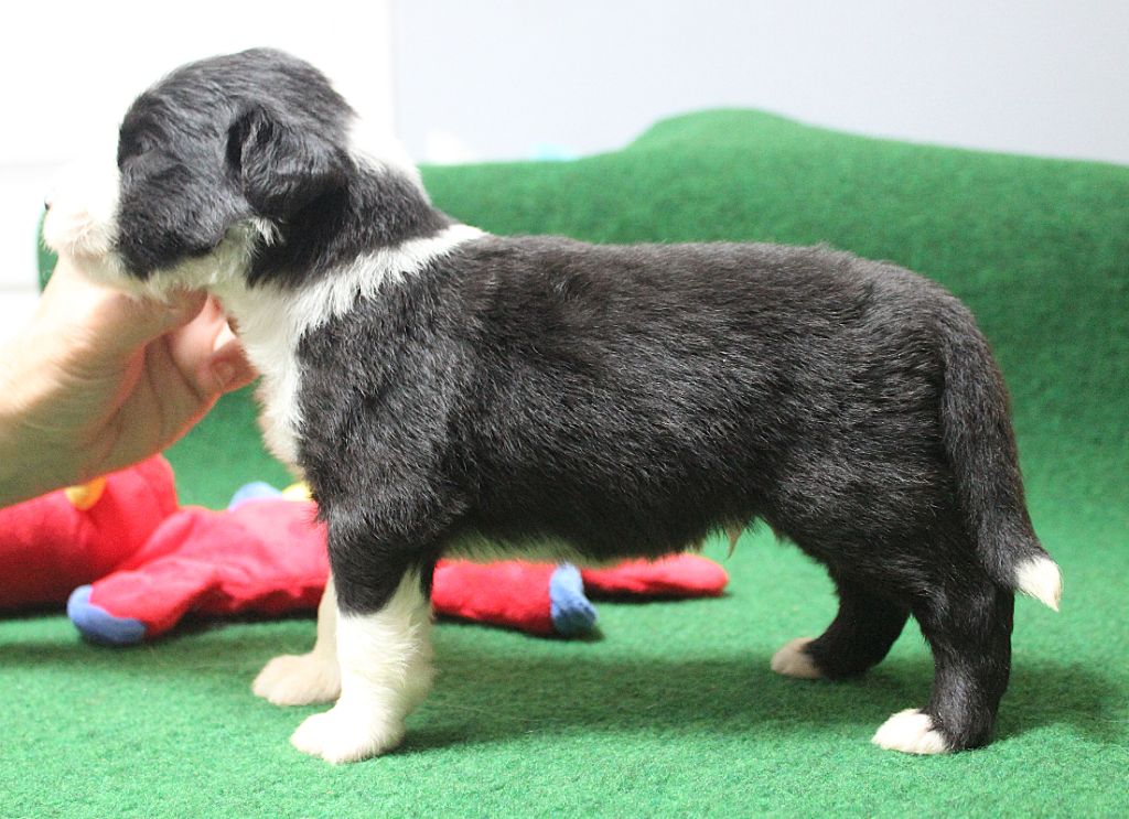 de la Tour Mélusine - Chiots disponibles - Bearded Collie