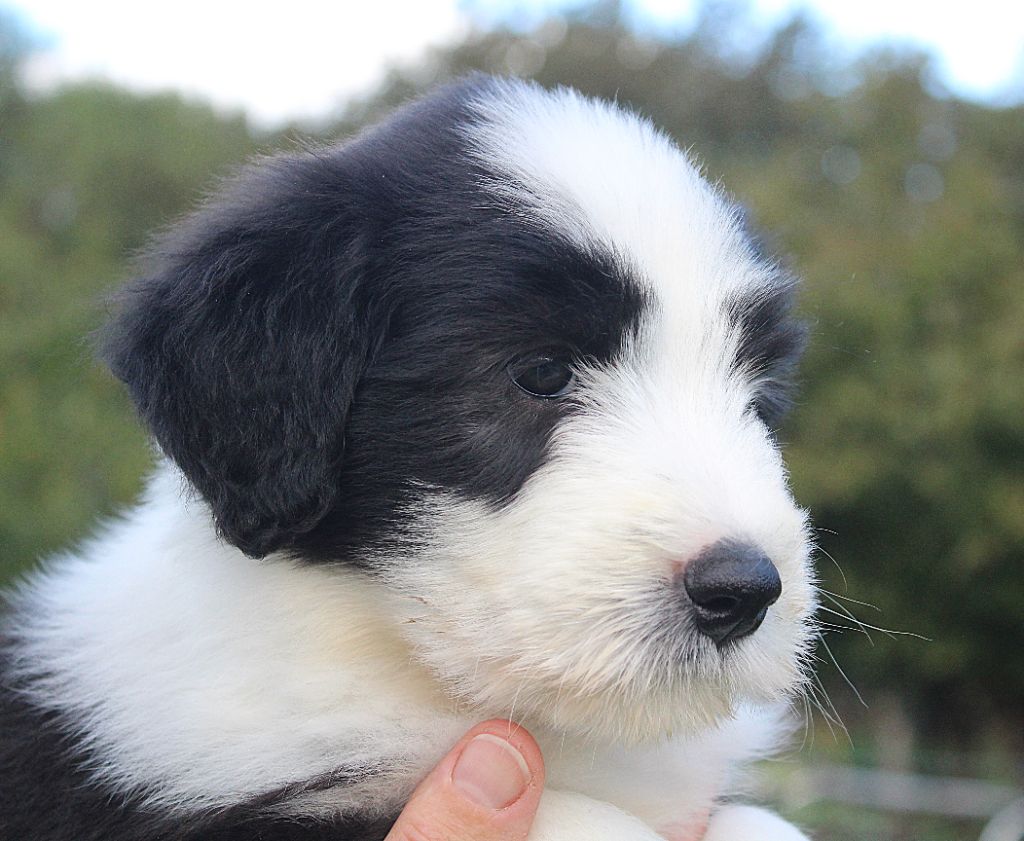 de la Tour Mélusine - Chiots disponibles - Bearded Collie