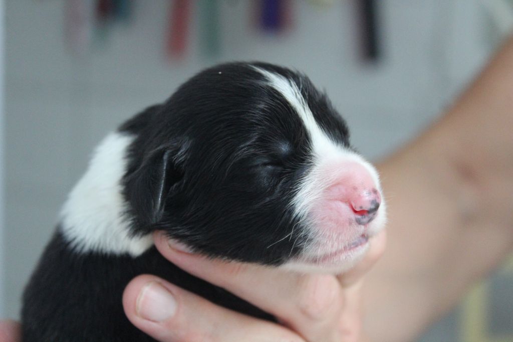 de la Tour Mélusine - Chiots disponibles - Bearded Collie