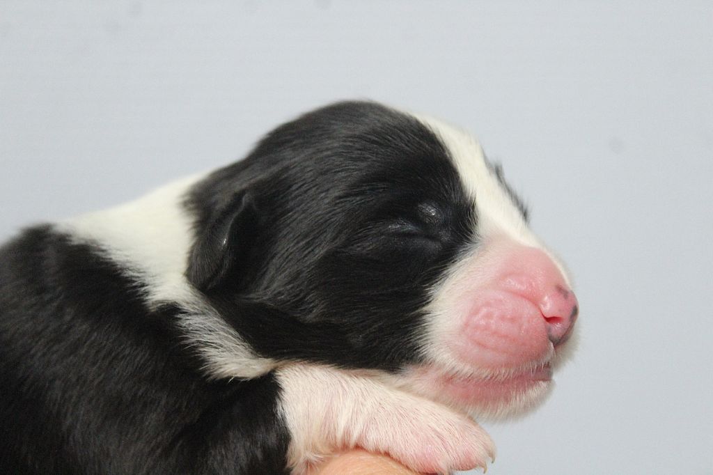 de la Tour Mélusine - Chiots disponibles - Bearded Collie