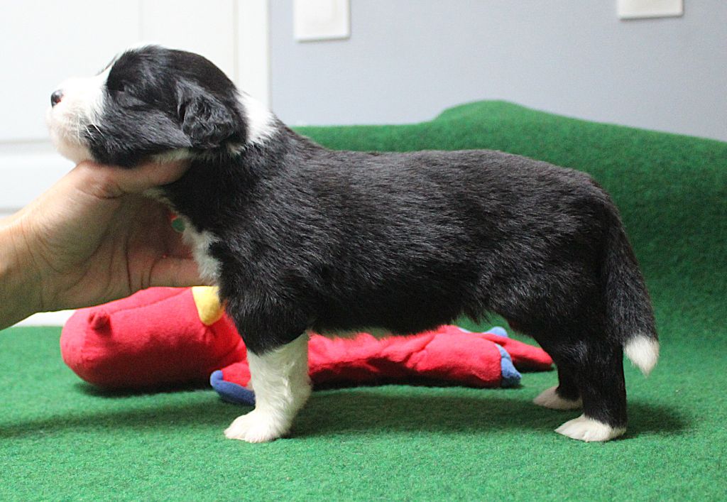 de la Tour Mélusine - Chiots disponibles - Bearded Collie