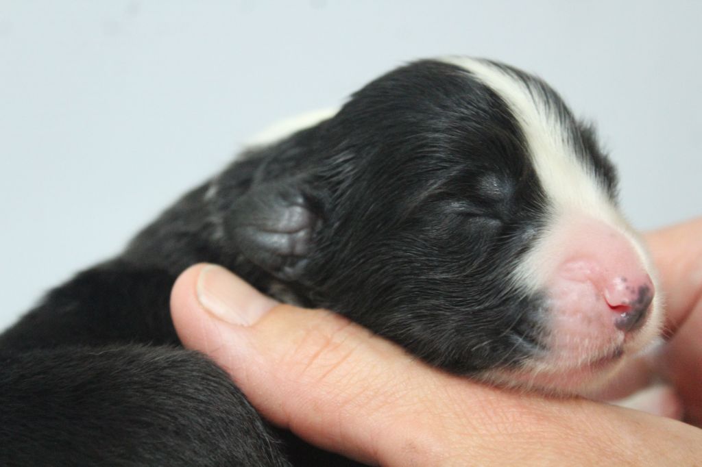 de la Tour Mélusine - Chiots disponibles - Bearded Collie