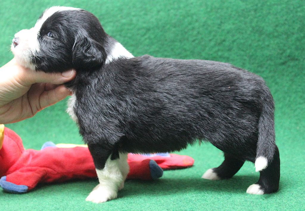 de la Tour Mélusine - Chiots disponibles - Bearded Collie