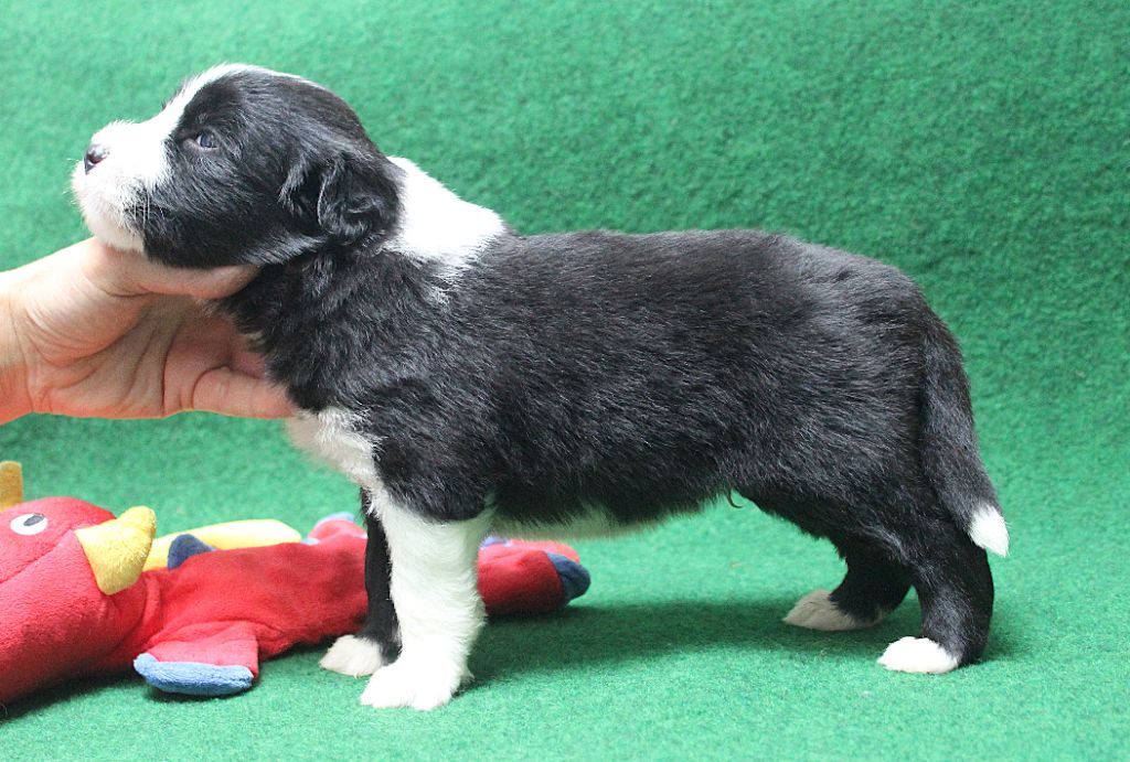 de la Tour Mélusine - Chiots disponibles - Bearded Collie