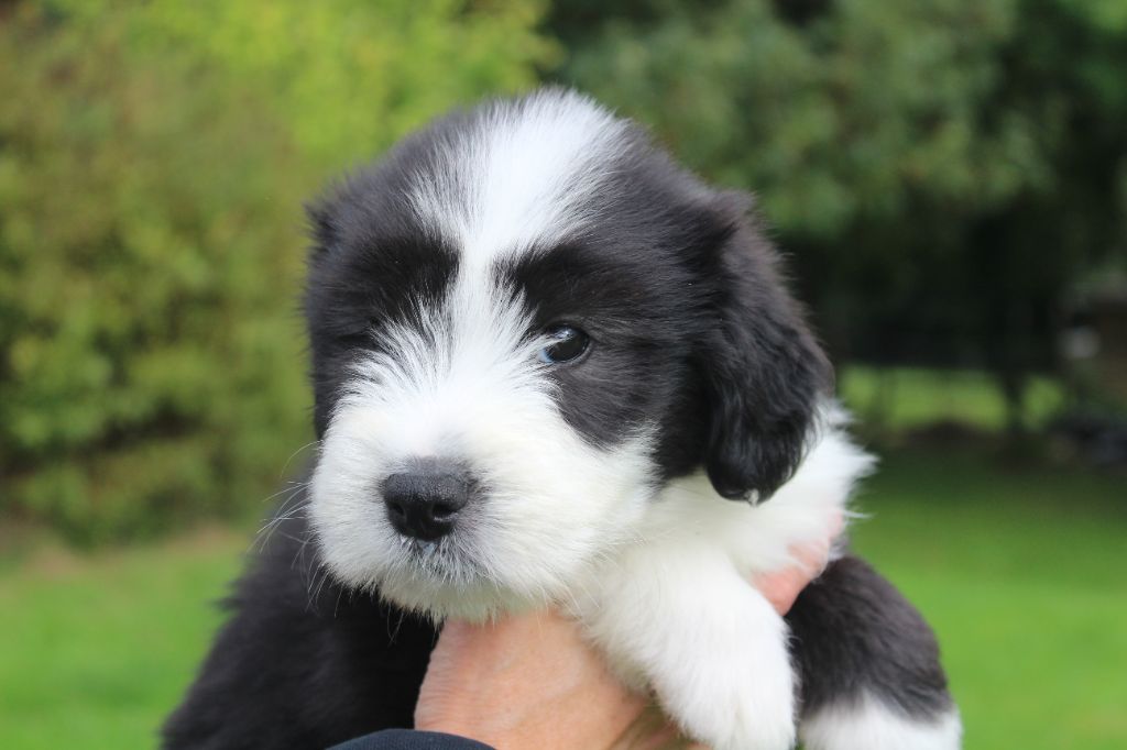de la Tour Mélusine - Chiots disponibles - Bearded Collie